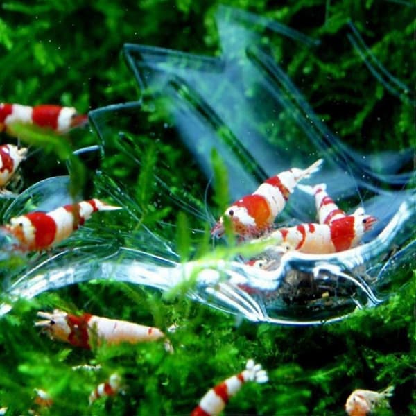 Transparent akryl akvariefoderfat med sugkopp, räkfoderhållare för akvarium, 3,38x2,67x0,98 tum