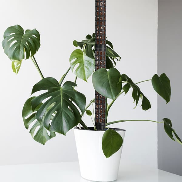 Mosstokke til klatreplanter, 2-pak sort, indendørs havestøtte black
