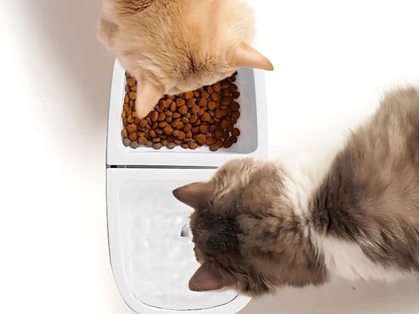 2-i-1 Kæledyr Vandfontæne & Madskål, 2,5L, USB, Automatisk, til Katte & Hunde