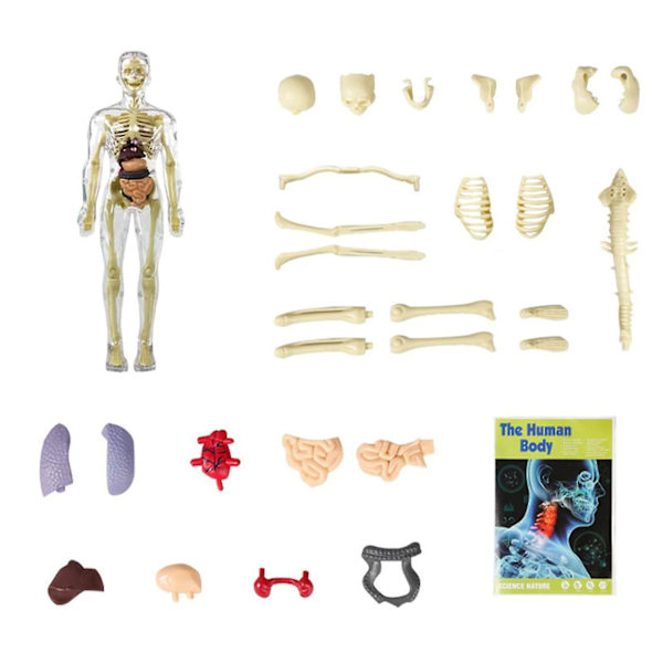 3D-modell av människokroppens torso för barn, anatomisk modell av skelett, 100 % ny [HK]