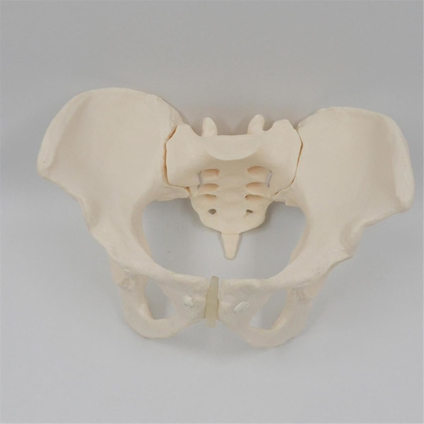 1:1 kvinnlig bäckenmodell, naturlig storlek kvinnlig bäckenskelettmodell, anatomimodell för naturvetenskaplig utbildning[HK] White