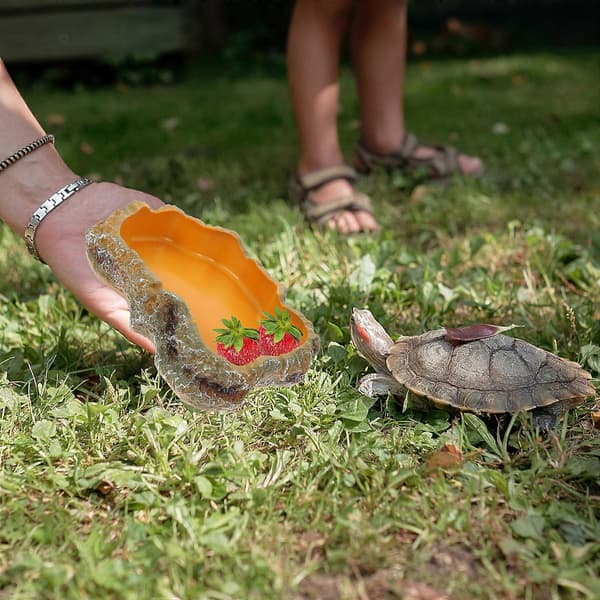 Reptil Tilbehør Skildpadde Foderbassin til Fodring[HK]