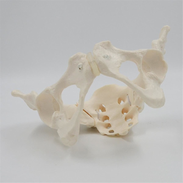 1:1 kvinnlig bäckenmodell, naturlig storlek kvinnlig bäckenskelettmodell, anatomimodell för naturvetenskaplig utbildning[HK] White