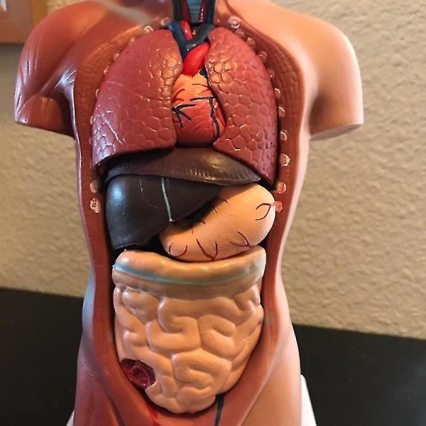 Unisex menneskelig torso-krop Anatomi Anatomisk model Indre organer Skeletsystem[HK]