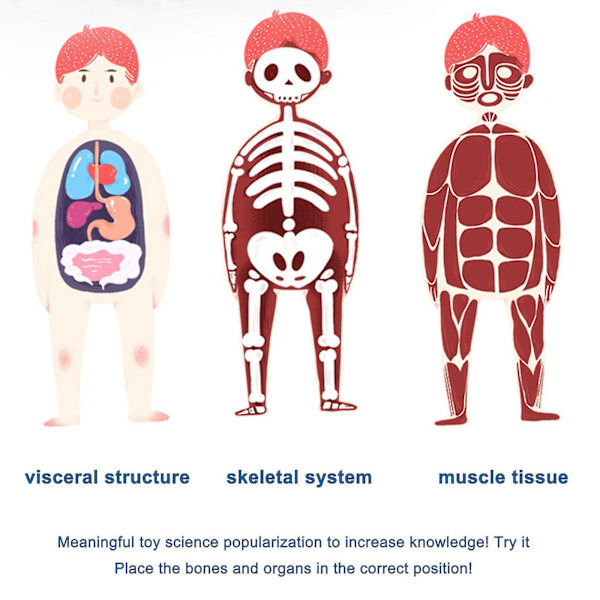 3D-modell av människokroppens torso för barn, anatomisk modell av skelett, 100 % ny [HK]