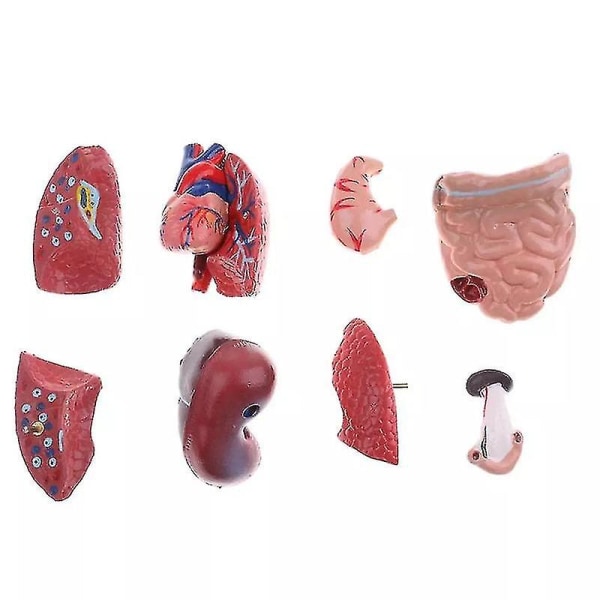 Unisex menneskelig torso-krop Anatomi Anatomisk model Indre organer Skeletsystem[HK]