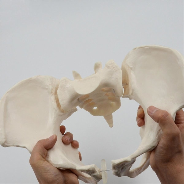 1:1 kvinnelig bekkenmodell, kvinnelig bekkenskjelettmodell i naturlig størrelse, anatomimodell for naturvitenskapelig utdanning[HK] White