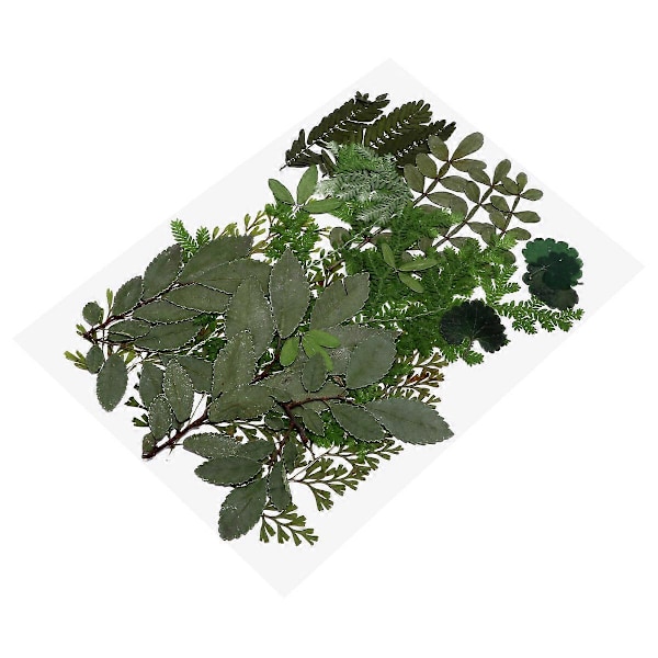 Ekte Tørkede Blader Tørket Presset Blad Plante Prøve DIY Tilbehør for Håndverk Resin Smykkefremstilling (7 Mønstre, Naturlig Farge Stil 1)[HK] Green 13X17.6cm