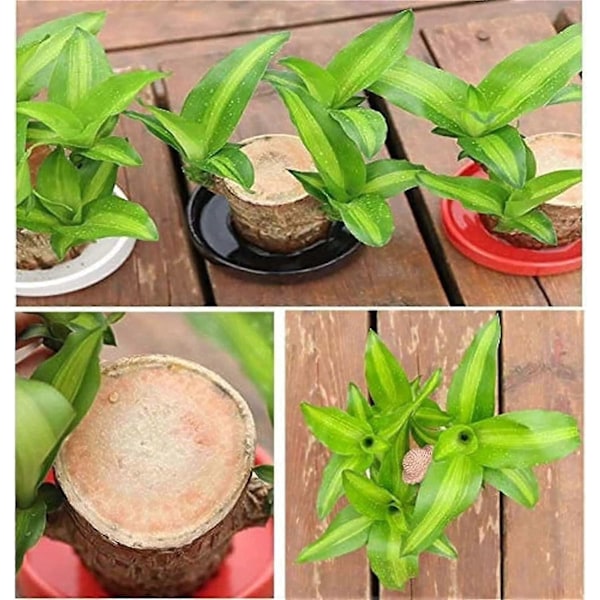 Mini Brasilien Lykketræ - Magisk Spirende Lykkebambus Træ - Hydroponisk Pottet Plante Stub Lille Mini Plante - Hydroponisk Lykketræ - Indo[HK] A 10cm