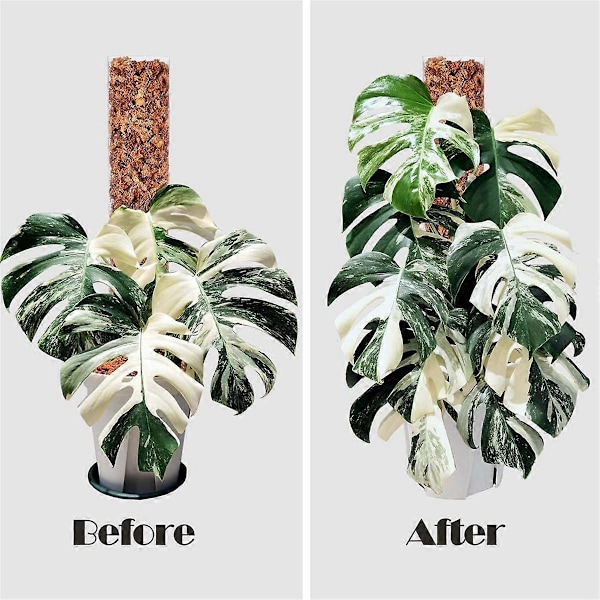 4 stk. 43 cm Plastikk mosepinne for planter Monstera, Spesielt designet for klatreplanter, Stac[HK] Transparent