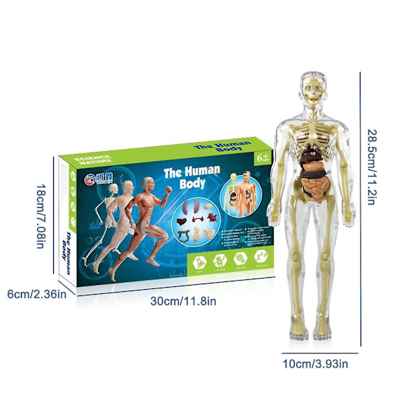 3D-modell av människokroppens torso för barn, anatomisk modell av skelett, 100 % ny [HK]