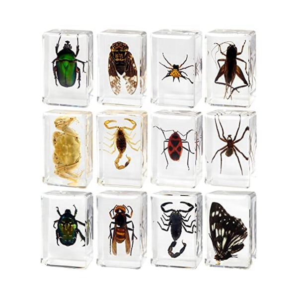 12 Pcs Insect Resin Specimen, Resin Animal Insect Taxidermy Kit Science Education Classroom Specime[HK]