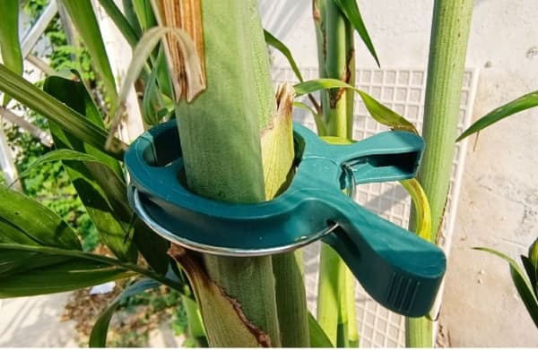 Miniklemmer til drivhus for tomatplanter hagesamling [HK] Small
