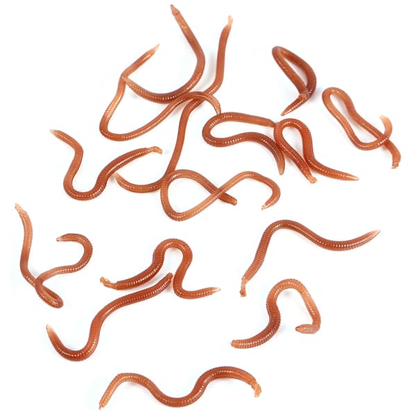 Bløde ormeformede fiskelokker, 10 cm, med fiskeduft og fiskeboks.
