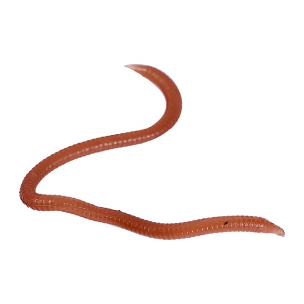 Bløde ormeformede fiskelokker, 10 cm, med fiskeduft og fiskeboks.