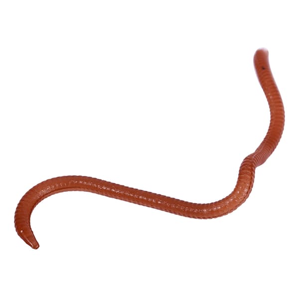 Bløde ormeformede fiskelokker, 10 cm, med fiskeduft og fiskeboks.