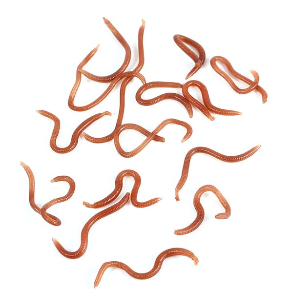 Bløde ormeformede fiskelokker, 10 cm, med fiskeduft og fiskeboks.