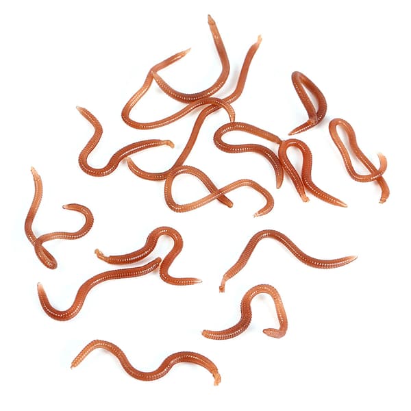 Bløde ormeformede fiskelokker, 10 cm, med fiskeduft og fiskeboks.