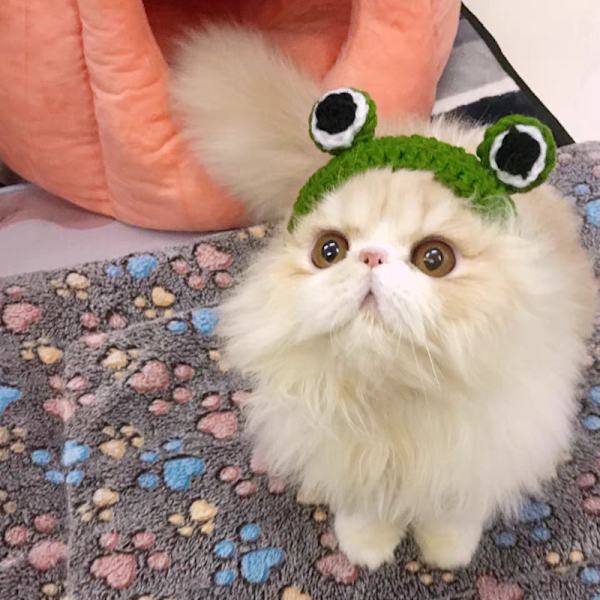 Orange (S Suitable for Cats) Cap Funny Hat Cartoon Frog