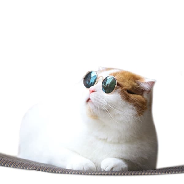 4 par hundebriller, katteprodukter, kreative trender, nye