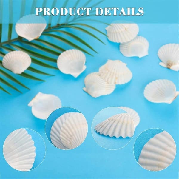 40 st Natural Scallop Shells 3.5-6 cm White Small Seashells for Crafts, Large Quantities of Real Seashells