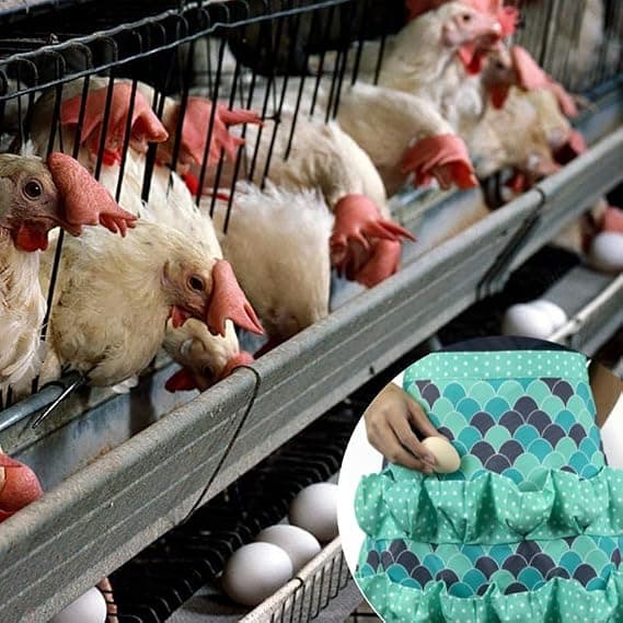 Vanntett eggoppsamlingsforkle med flere lommer, gårdsforkle med polstret eggoppbevaring, samleverktøy