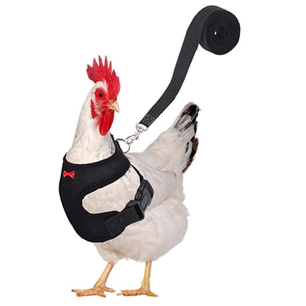 Adjustable Chicken Harness with Elastic Leash Comfortable and Breathable Pet Duck, Goose Hen Sharp Walk Size M