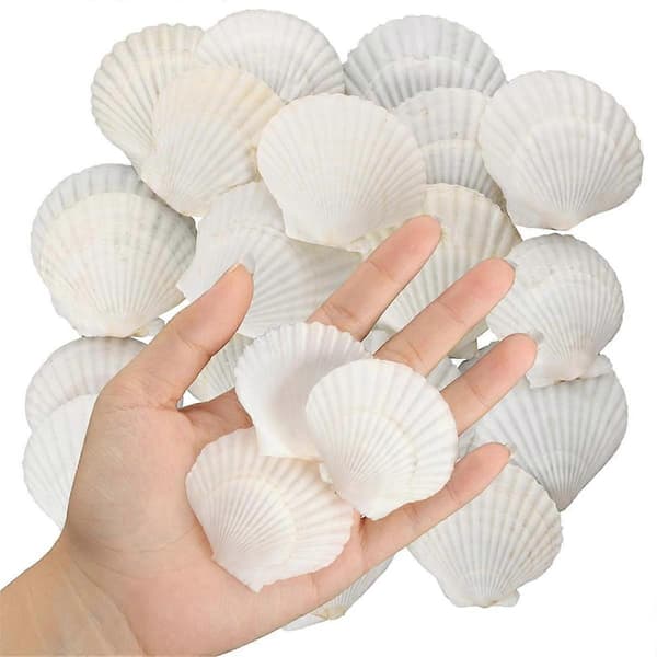 40 st Natural Scallop Shells 3.5-6 cm White Small Seashells for Crafts, Large Quantities of Real Seashells