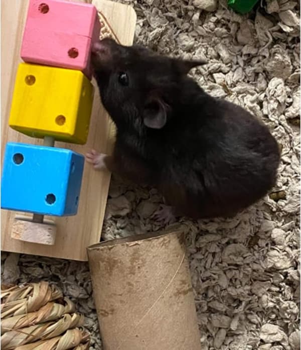 Hamster tyggelegetøj, naturligt træslibende tænderlegetøj til marsvin-FF-