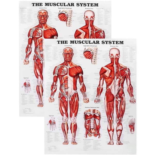 Brain Anatomy Poster, 2-Pack Laminated Human Brain Maps, Medical Quick Guide, Human Muscle