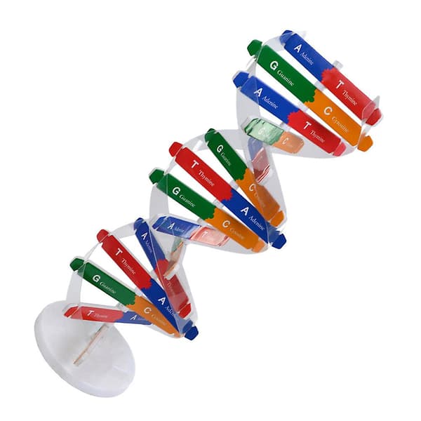 Legetøj Børnemodel DNA-molekyle DNA-molekylær model Klasseværelse Undervisningshjælpemidler Struktur DNA Dobbeltmodel DNA Helix-model