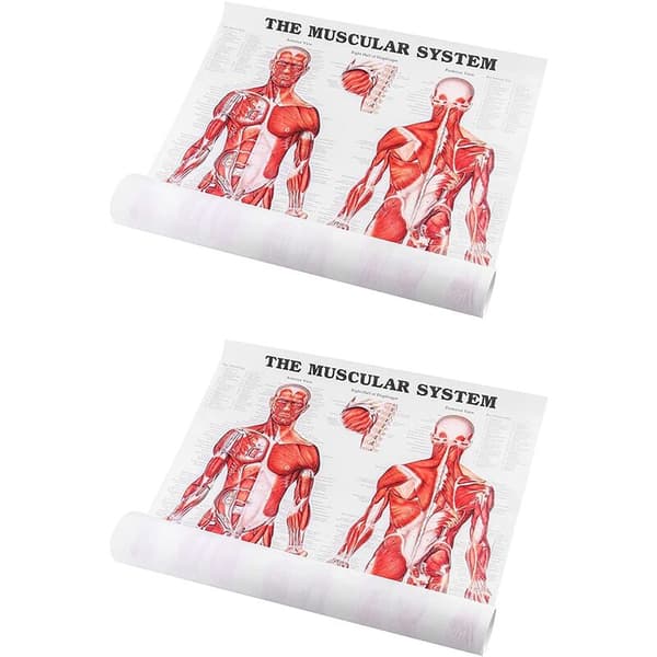Brain Anatomy Poster, 2-Pack Laminated Human Brain Maps, Medical Quick Guide, Human Muscle
