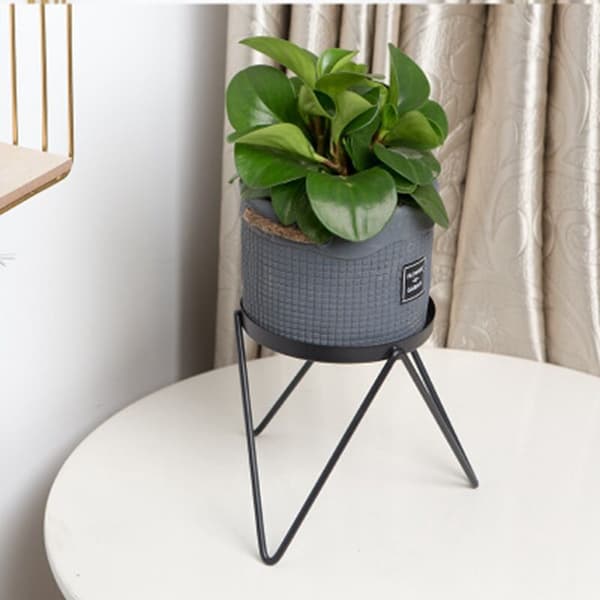 Bedroom Office Single-Layer Indoor Floor Potted Plant Stand Bar Multifunction Single Pot -D