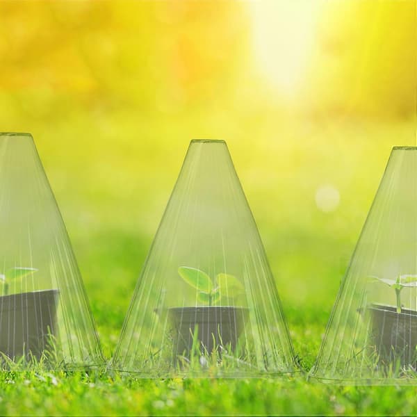 Plant cloches 24 pcs. (FMY)