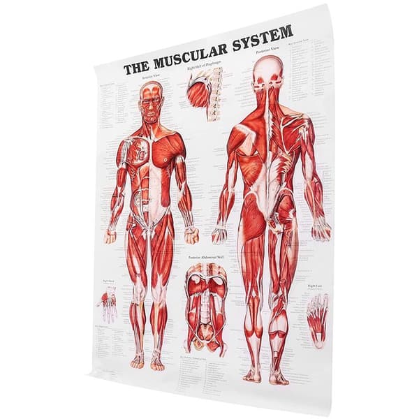 Brain Anatomy Poster, 2-Pack Laminated Human Brain Maps, Medical Quick Guide, Human Muscle