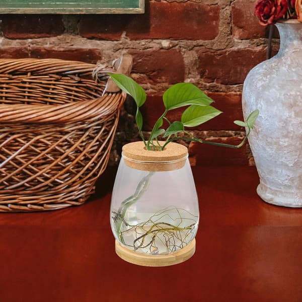 Sukkulenter glasvase af glas og træ til blomsterarrangementer