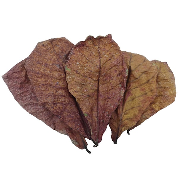 10 stk naturlige Terminalia Catappa Foetida blader for akvarierens rensing