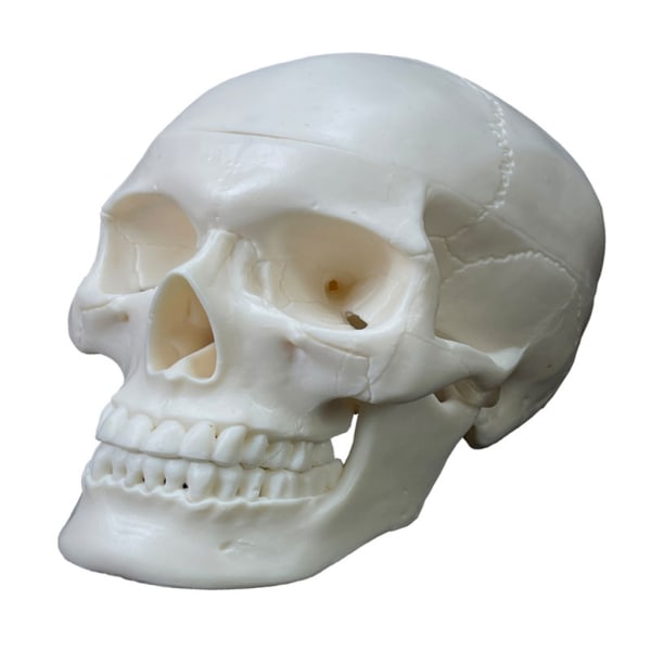 Life Size Human Skull Model 2 Piece Replica Realistic Human Skull with Detachable Skull Cap Anatomy Teaching Materials