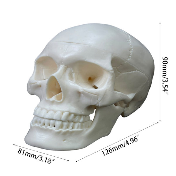 Elävän kokoinen ihmisen kallon malli 2-osainen kopio Realistinen ihmisen kallo irrotettavalla kallon kannella Anatomian opetusmateriaalit