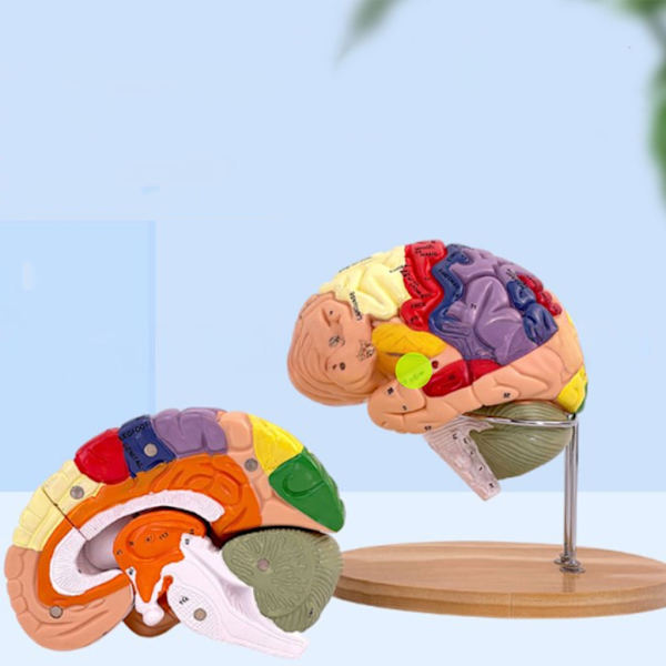 Ihmisen aivojen anatomiamalli aivosairauksien tutkimukseen, aivojen anatomiamalli aivojen anatomiamalli elinten opetusominaisuudet