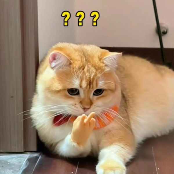 Mini hænder til katte, små hænder til katte, små kattehænder til fingre, fingerdukke til kattepoter, fingerhandsker til katte