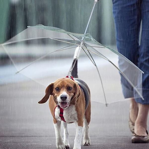 Husdyrunbrella med snor til hund (til små og mellemstore