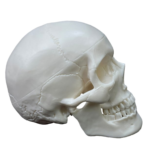 Elävän kokoinen ihmisen kallon malli 2-osainen kopio Realistinen ihmisen kallo irrotettavalla kallon kannella Anatomian opetusmateriaalit