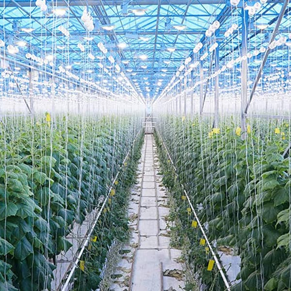 10 stycken tomatrullkrokar Tillbehör för växthusodling