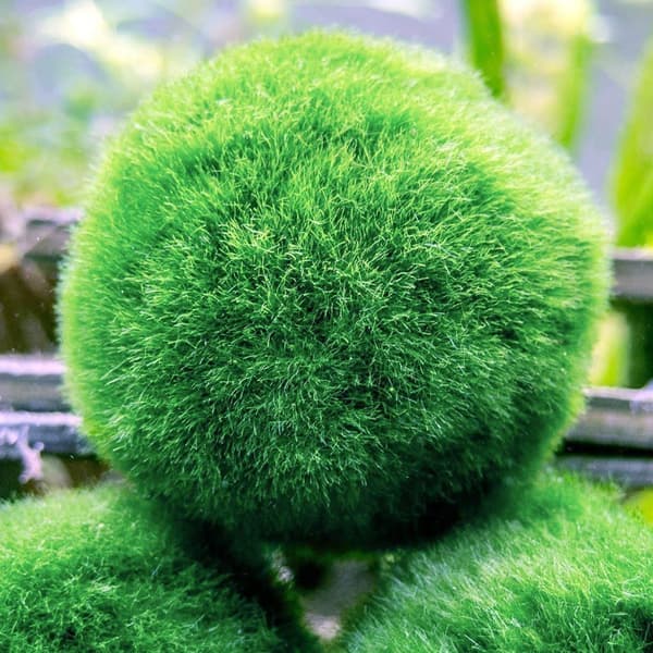Medium Marimo Moss Balls, Aquarium Decor, Heirloom Gift, Loved by Aquarium KLB