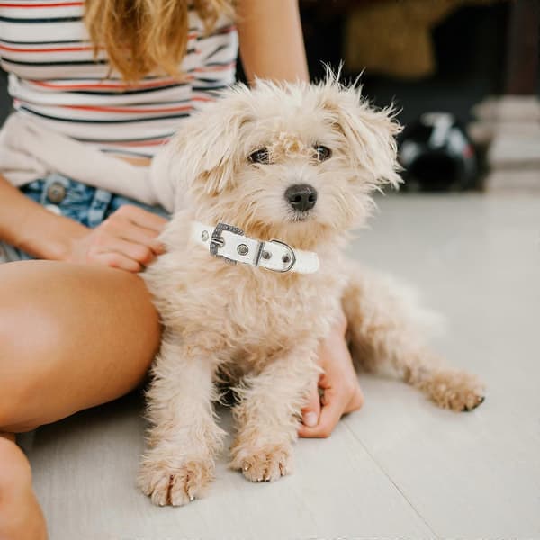 Dog Collar and Leash Set for Safety with Adjustable 2 Pcs White PU Material [DB]