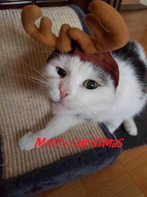 Julemandsdyrkostume Træhat Kat Hundehue Kæledyrstøj DXGHC