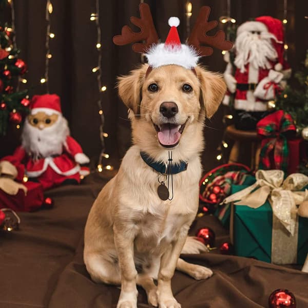 Julekjæledyrhodeplagg Julehårring Rød hatt Reinsdyrhorn hodeplagg Julekjæledyrklær Hundehårpynt