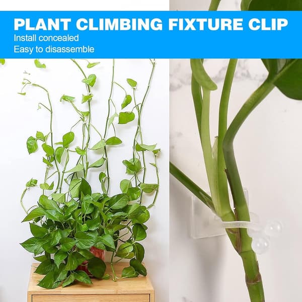 Plant Clips - Climbing Guide Binding Support Garden Cable Organizer for the Wall For indoor use Attach to the reusable adhesive_yu