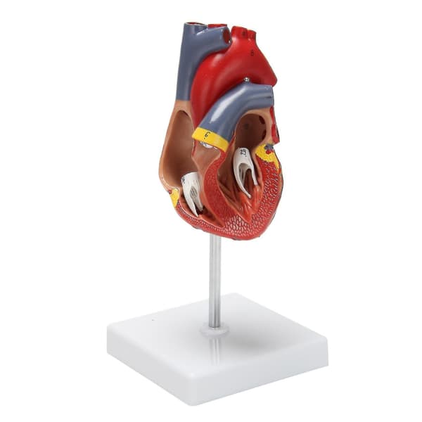 1:1 Human Heart Model, Anatomically Accurate Heart Model Life-Size Human Skeleton Anatomy For Science